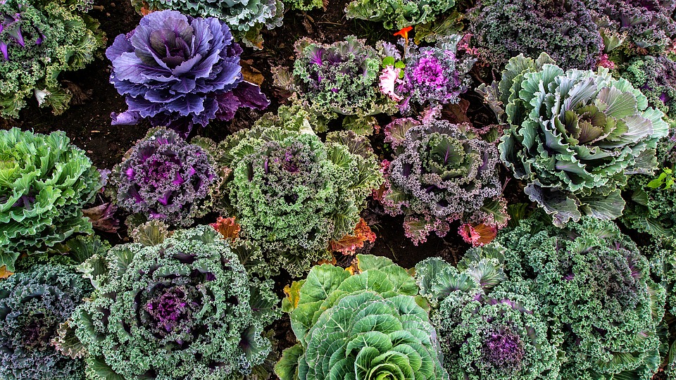 Voici de quoi créer votre premier potager !