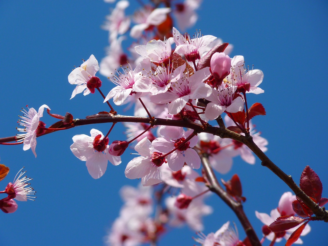 Découvrez la beauté du Japon !