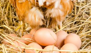 Find out more about hen egg hatching