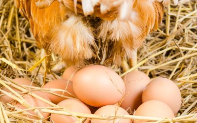 Hatchery: how long does it take for chicken eggs to hatch?
