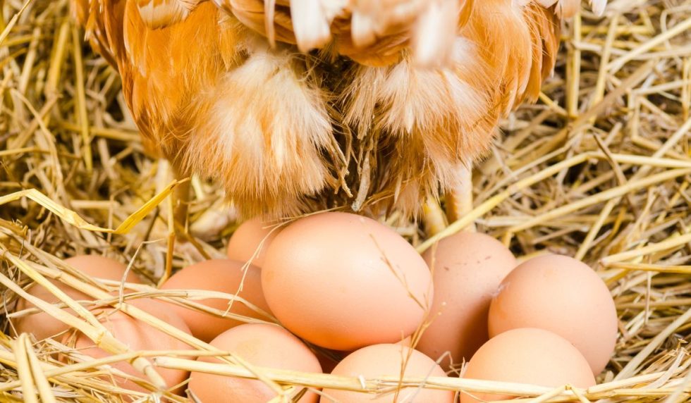 Everything you need to know about hatching hens' eggs