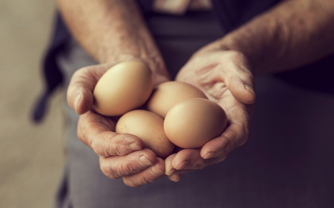 When to remove unhatched eggs ? Advice and techniques