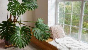 plante d'intérieur