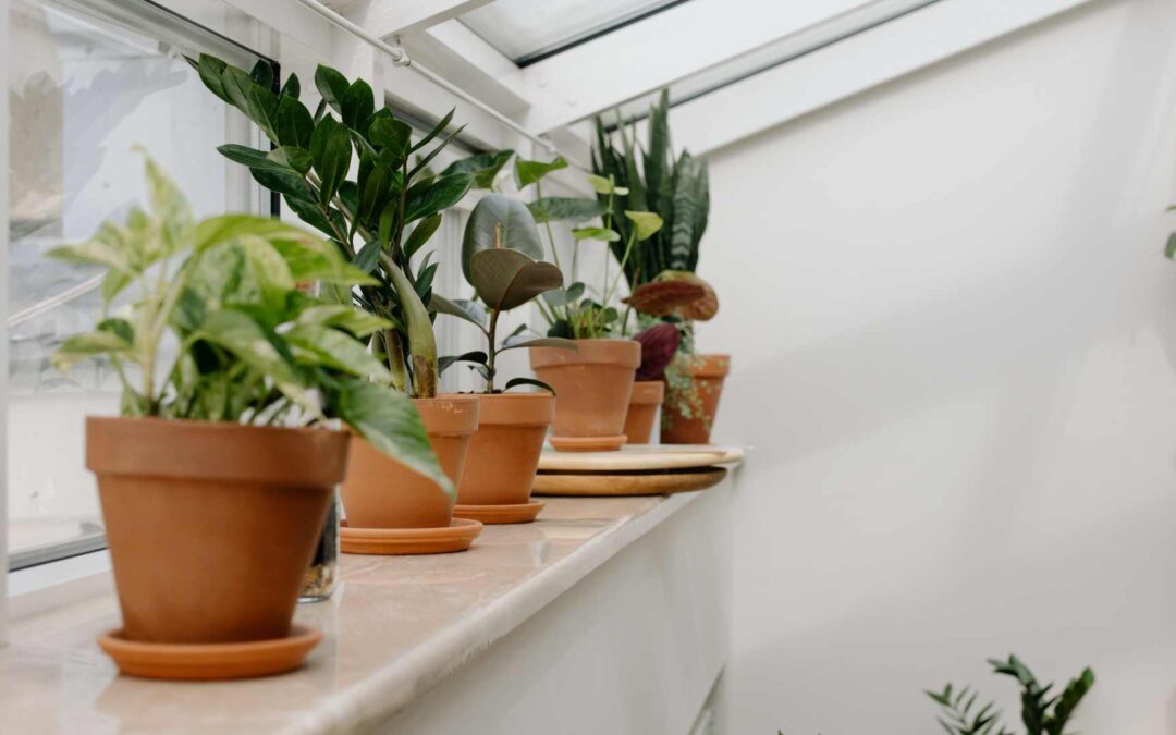 Pourquoi les plantes d’intérieur sont bénéfiques ?