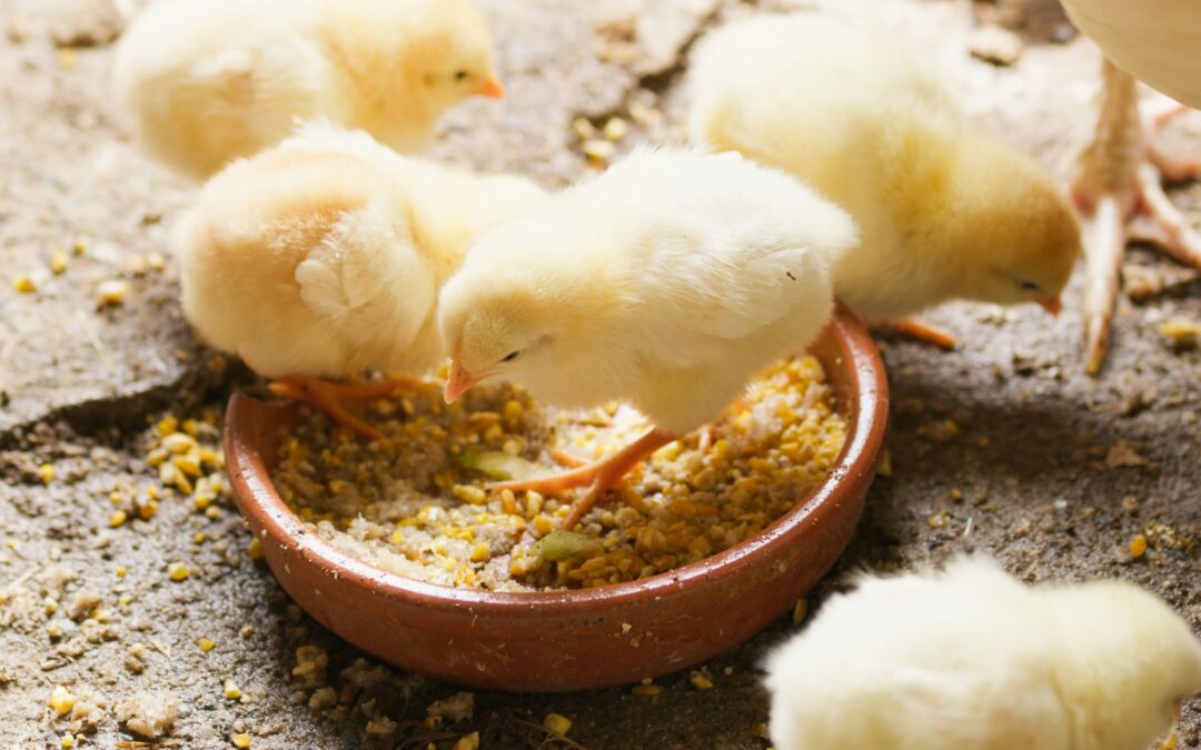 Recent successes in the fight against respiratory diseases in chicks