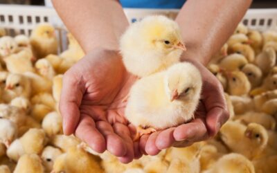 Advancing the Fight Against Infectious Bronchitis in Poultry