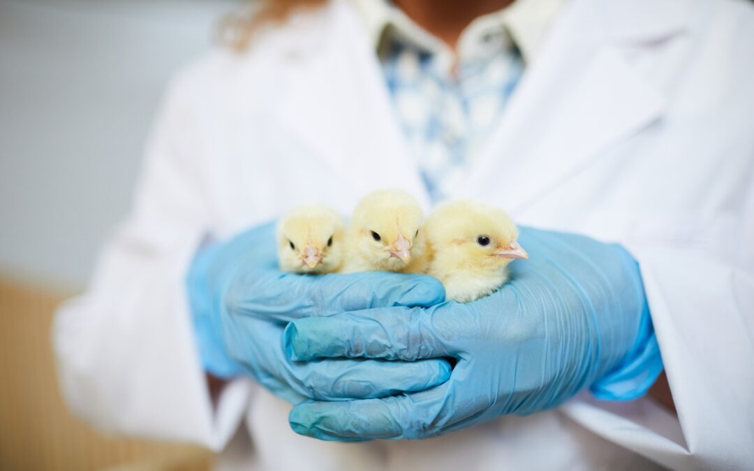 How Avian Infectious Bronchitis Threatens Poultry Farms ?