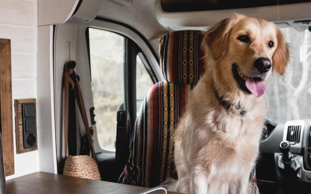 Voyager avec son chien en camping-car : astuces et réglementations