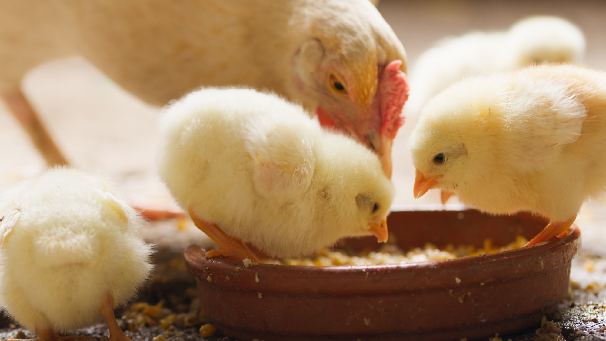 Yellow chicks foraging happily